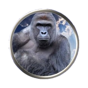 HARAMBE